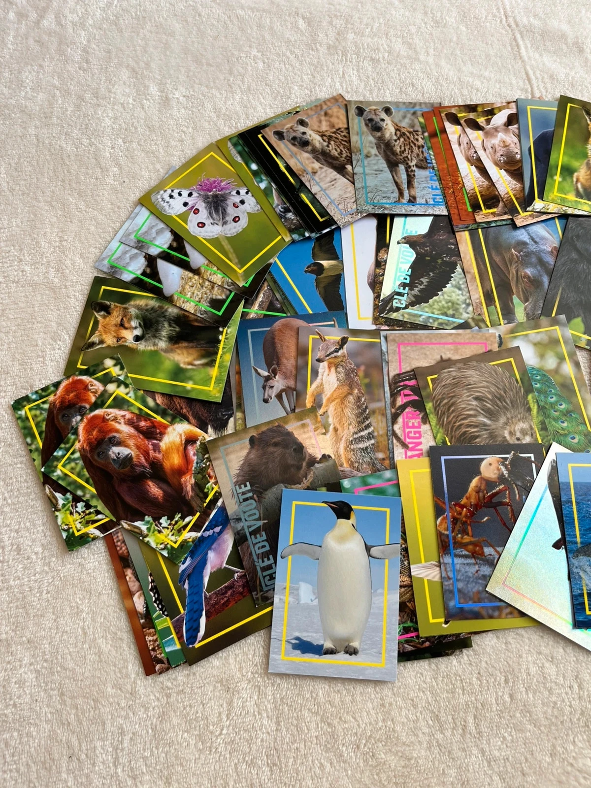 set nationale geografie dierenkaarten 🐾🌍 – photo 2